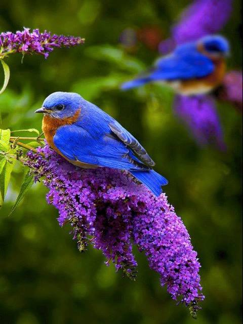 Blue-Bird-Purple-Flowers