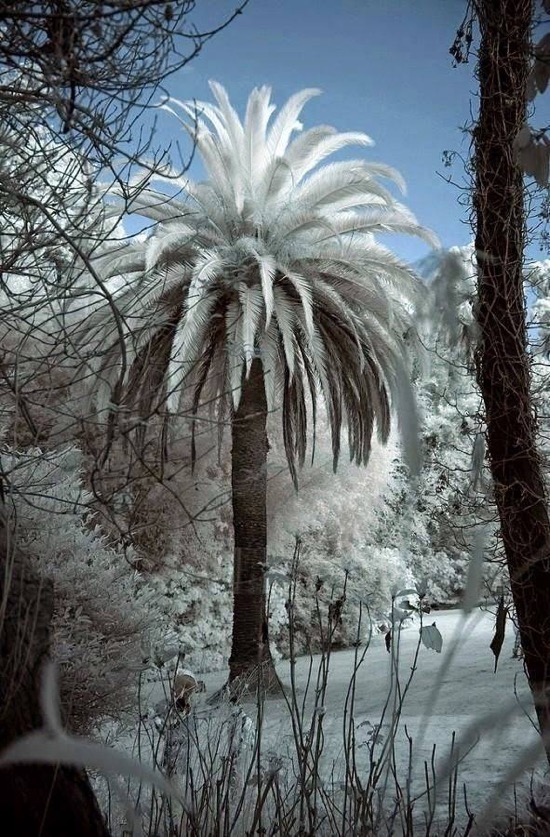 Snow-on-Palm-Trees